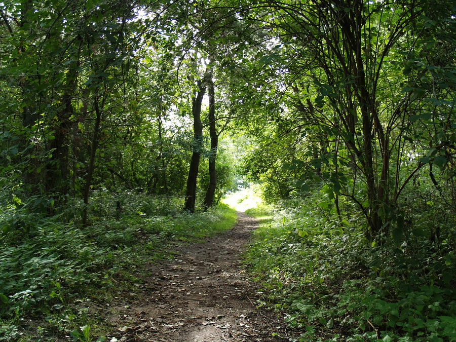 Spaziergang im Wald