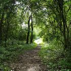 Spaziergang im Wald