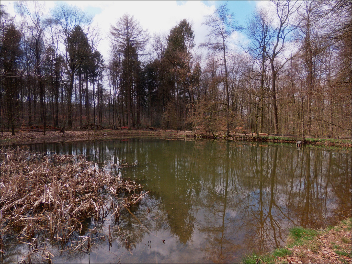 Spaziergang im Wald (2)