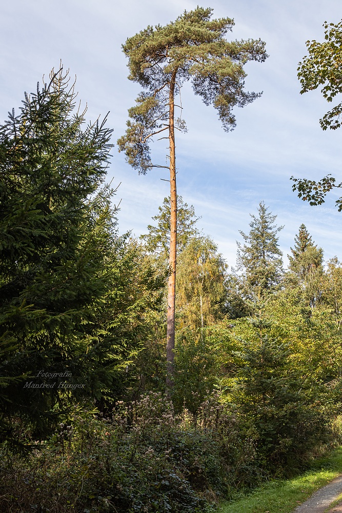 Spaziergang im Wald / 211010 / 01