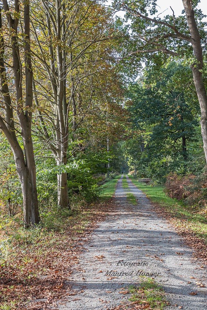 Spaziergang im Wald / 211010 / 03