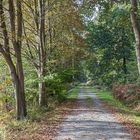 Spaziergang im Wald / 211010 / 03