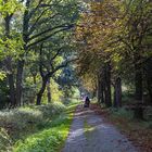 Spaziergang im Wald / 211010 / 05