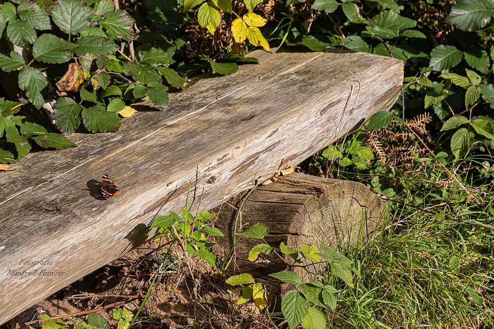 Spaziergang im Wald / 211010 / 07