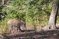 Spaziergang im Wald / 211010 / 09