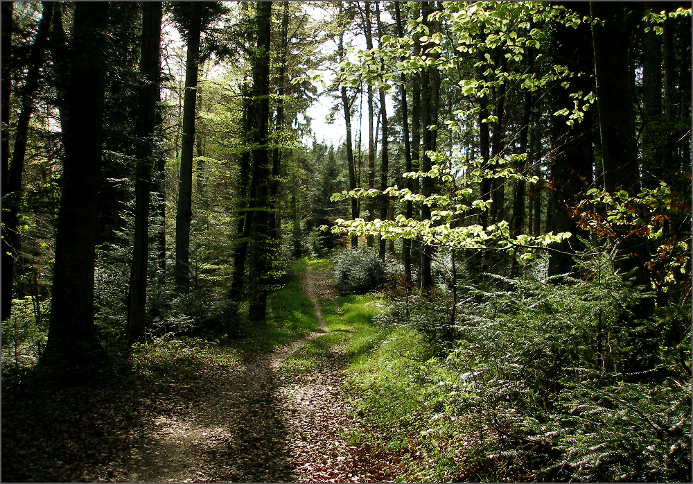 Spaziergang im Wald Foto & Bild jahreszeiten, frühling, 02 naturbilder Bilder auf