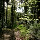 Spaziergang im Wald