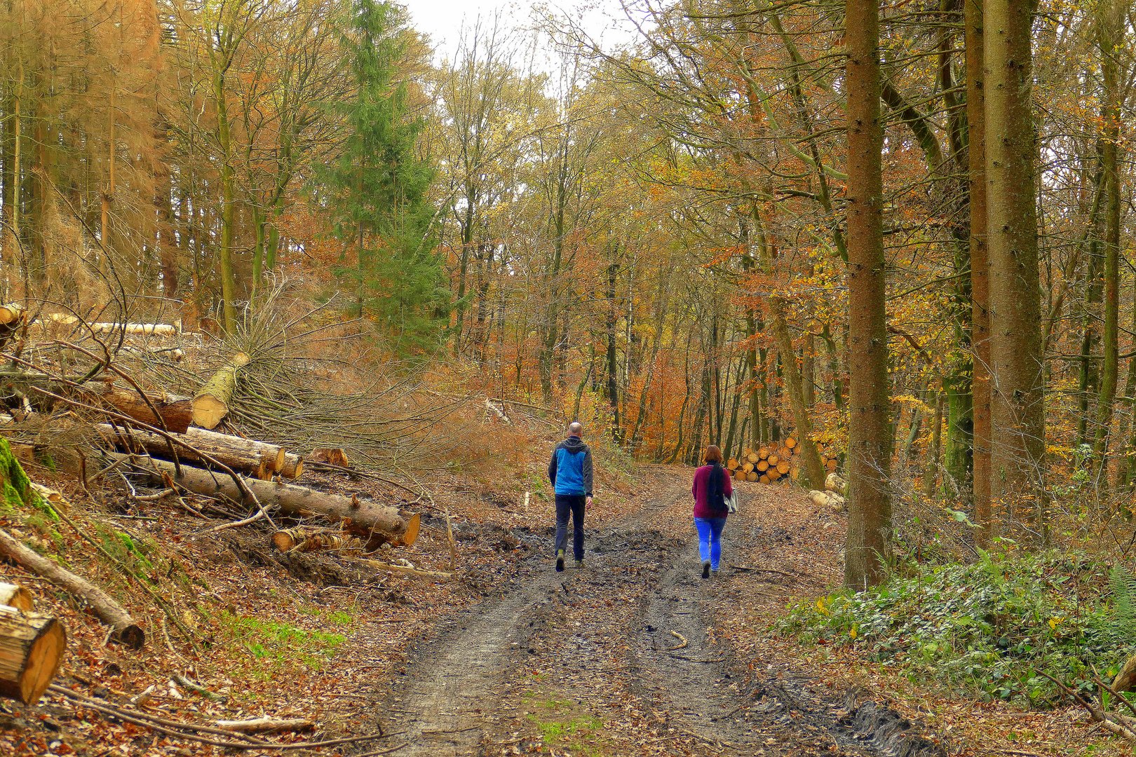 °°°° Spaziergang im Wald °°°°