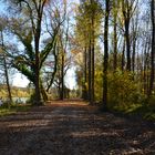 Spaziergang im Wald