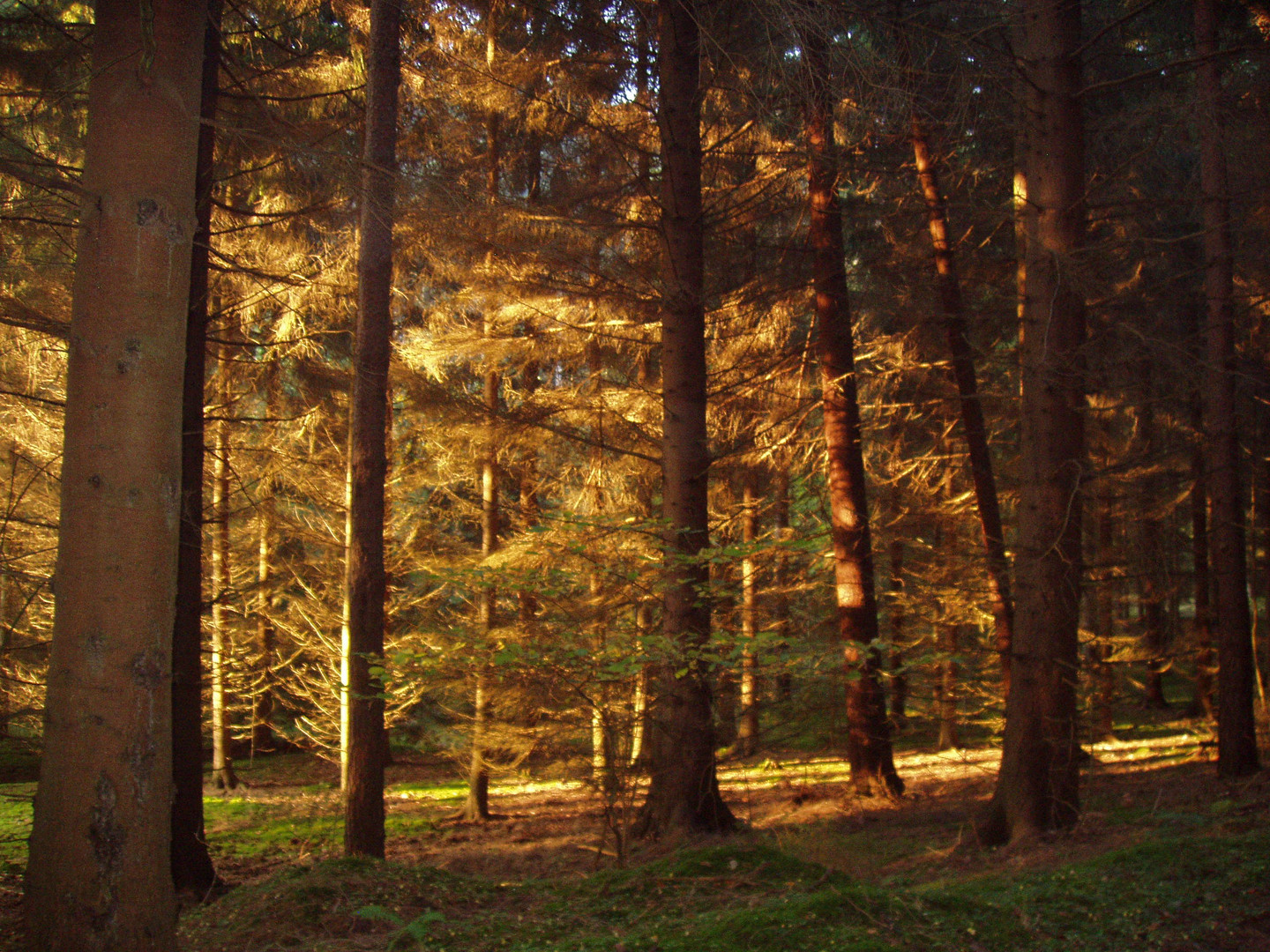 Spaziergang im Wald