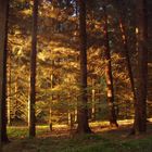 Spaziergang im Wald