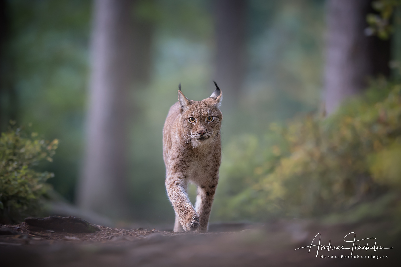 Spaziergang im Wald