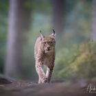 Spaziergang im Wald