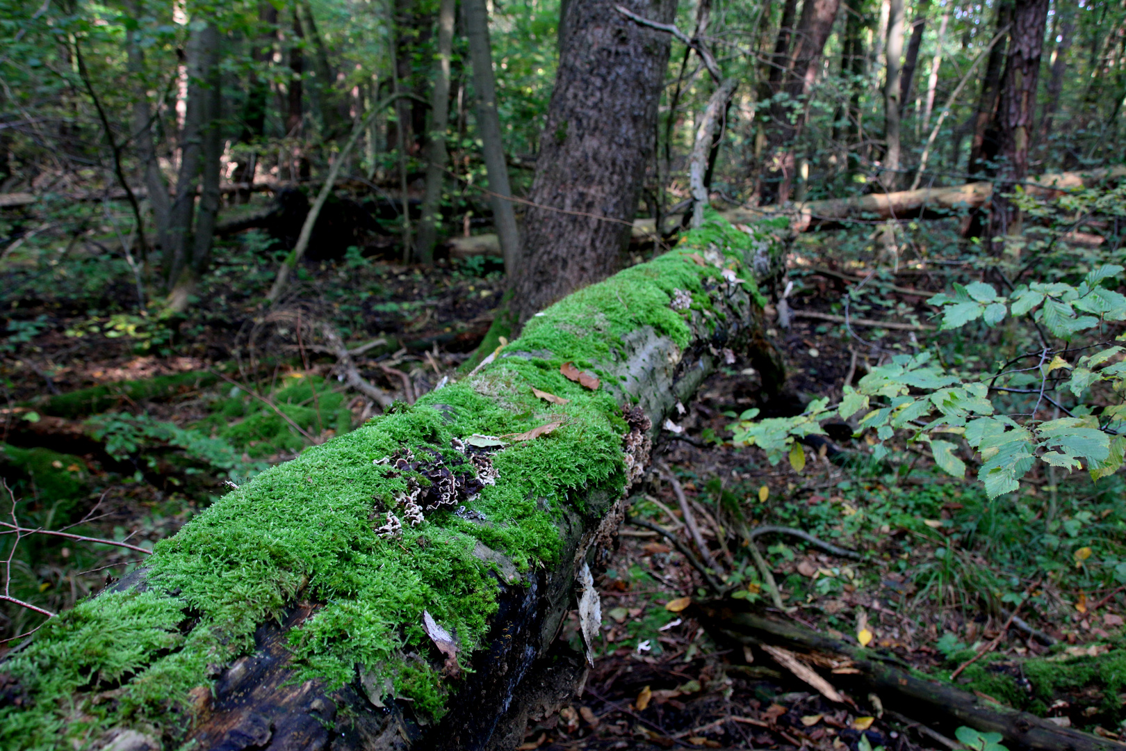 Spaziergang im Wald