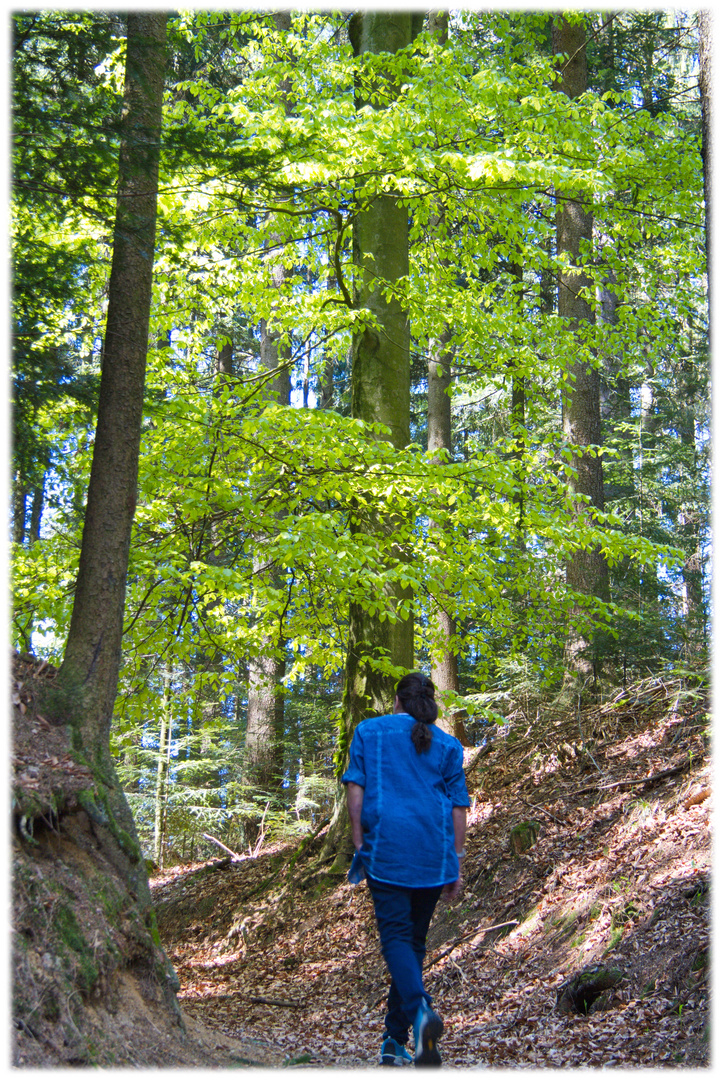 Spaziergang im Wald Foto & Bild wald, natur, landschaft Bilder auf