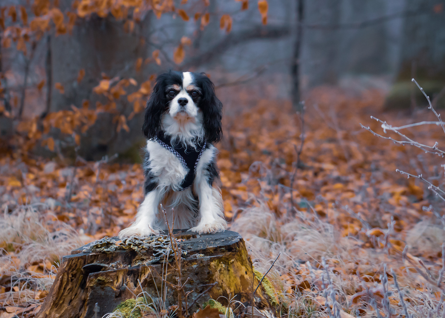 Spaziergang im Wald