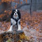 Spaziergang im Wald