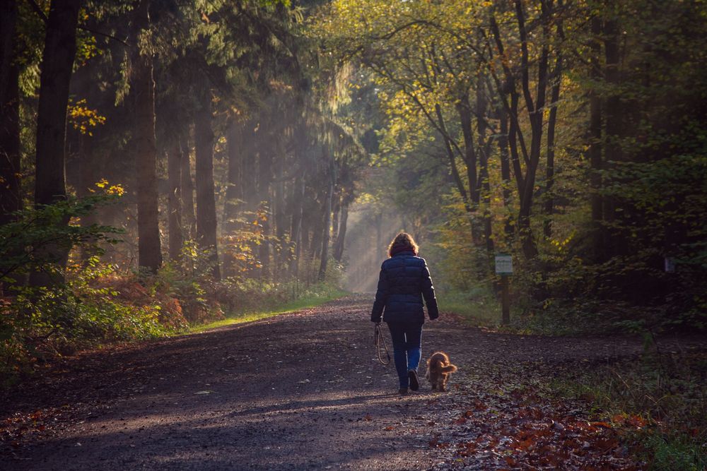 Im Wald Abgesamt Im Wald Abgesamt