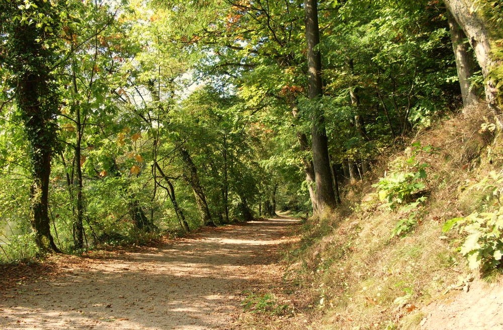 Spaziergang im Wald