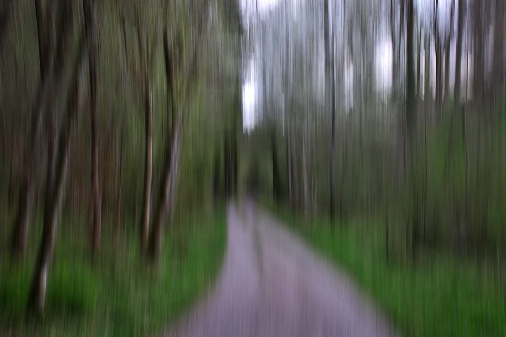 Spaziergang im Wald