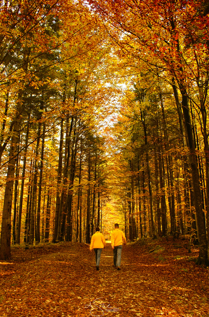 Spaziergang im Wald