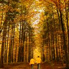 Spaziergang im Wald