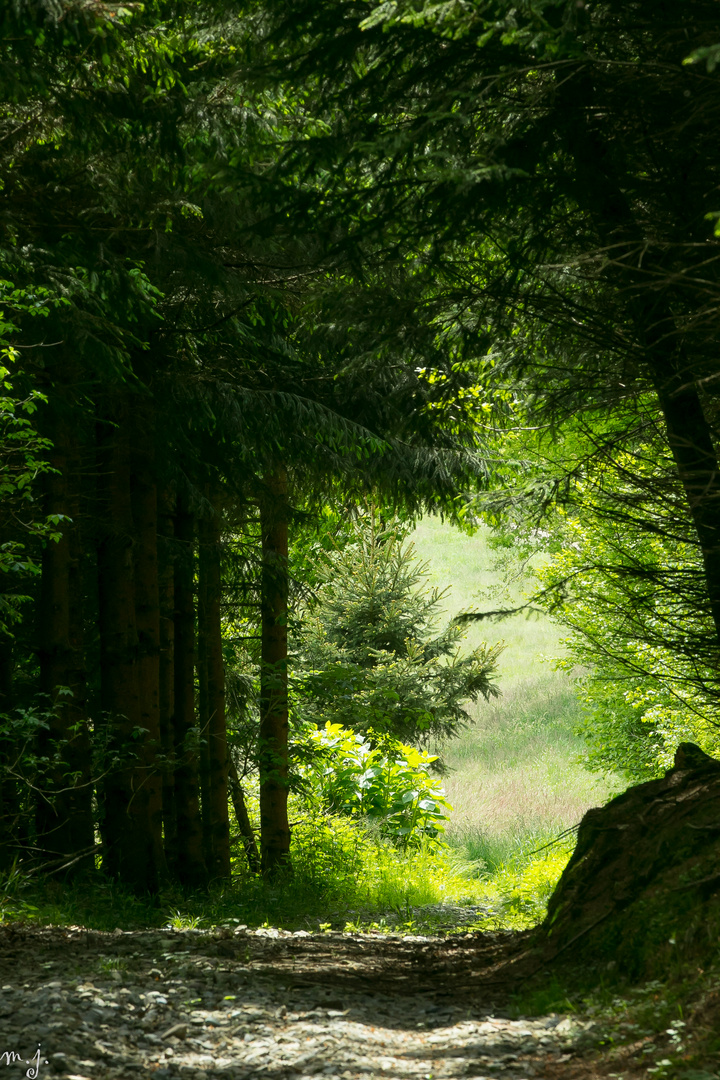 Spaziergang im Wald