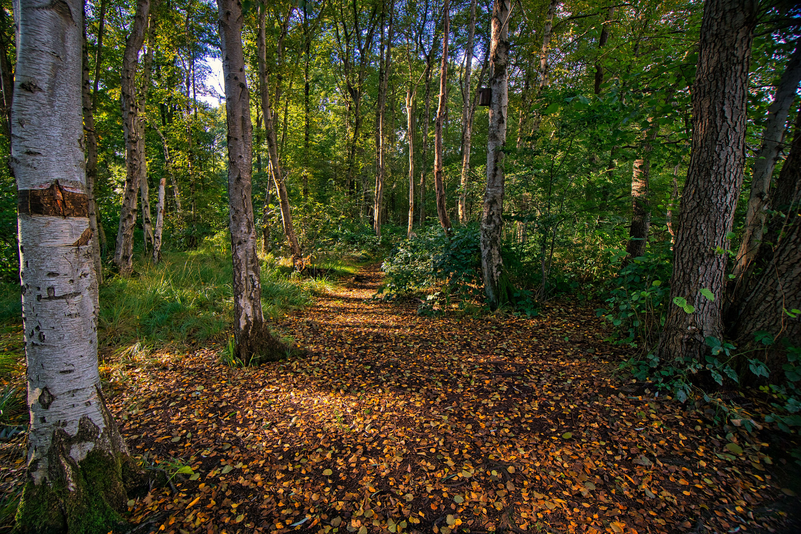 Spaziergang im Wald