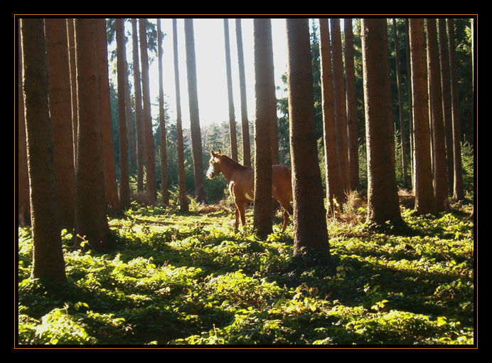 Spaziergang im Wald