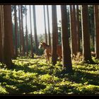 Spaziergang im Wald