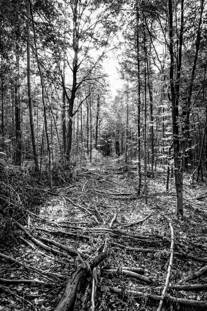 Spaziergang im Wald