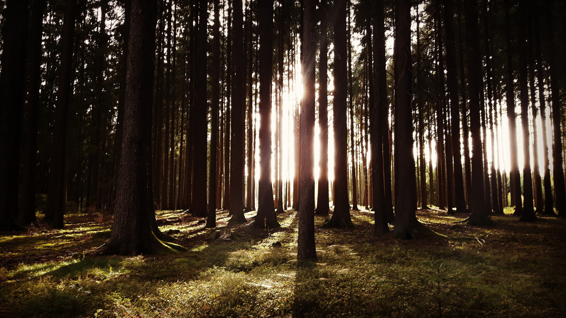 Spaziergang im Wald