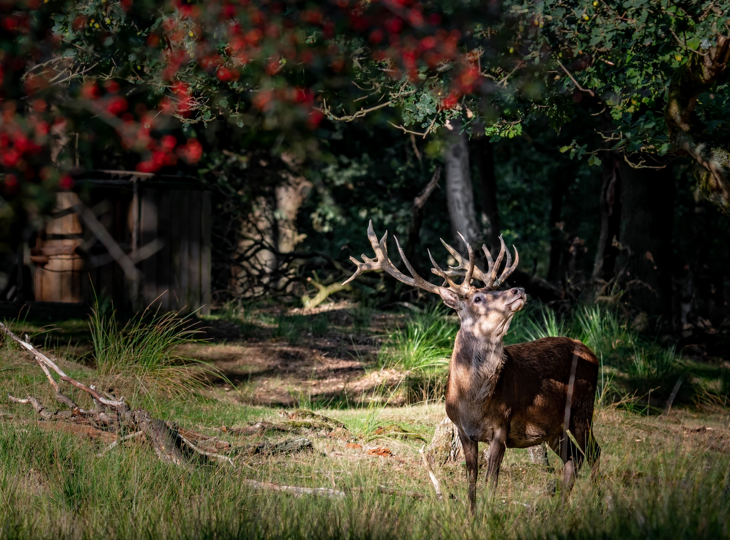 Spaziergang im Wald