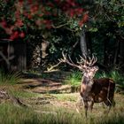 Spaziergang im Wald