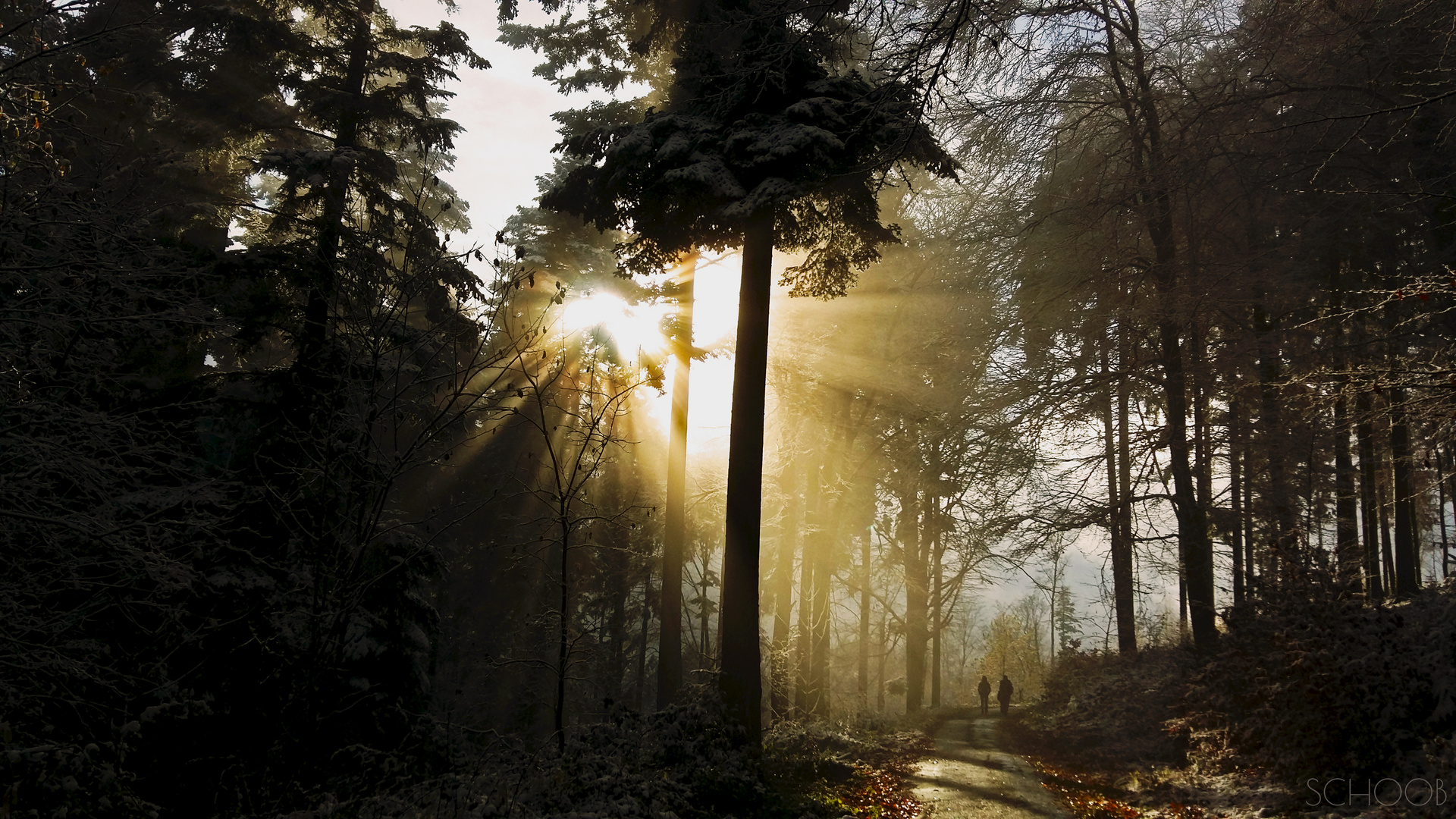 Spaziergang im Wald