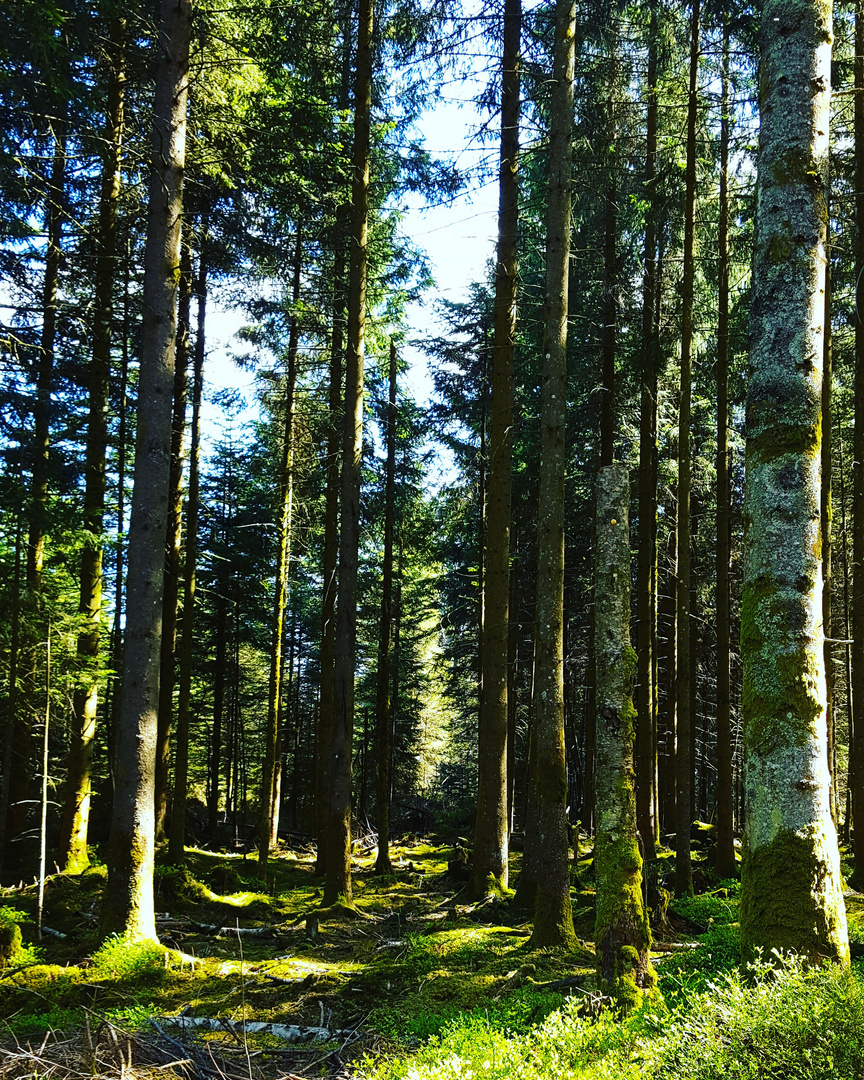 Spaziergang im Wald