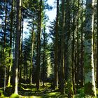 Spaziergang im Wald