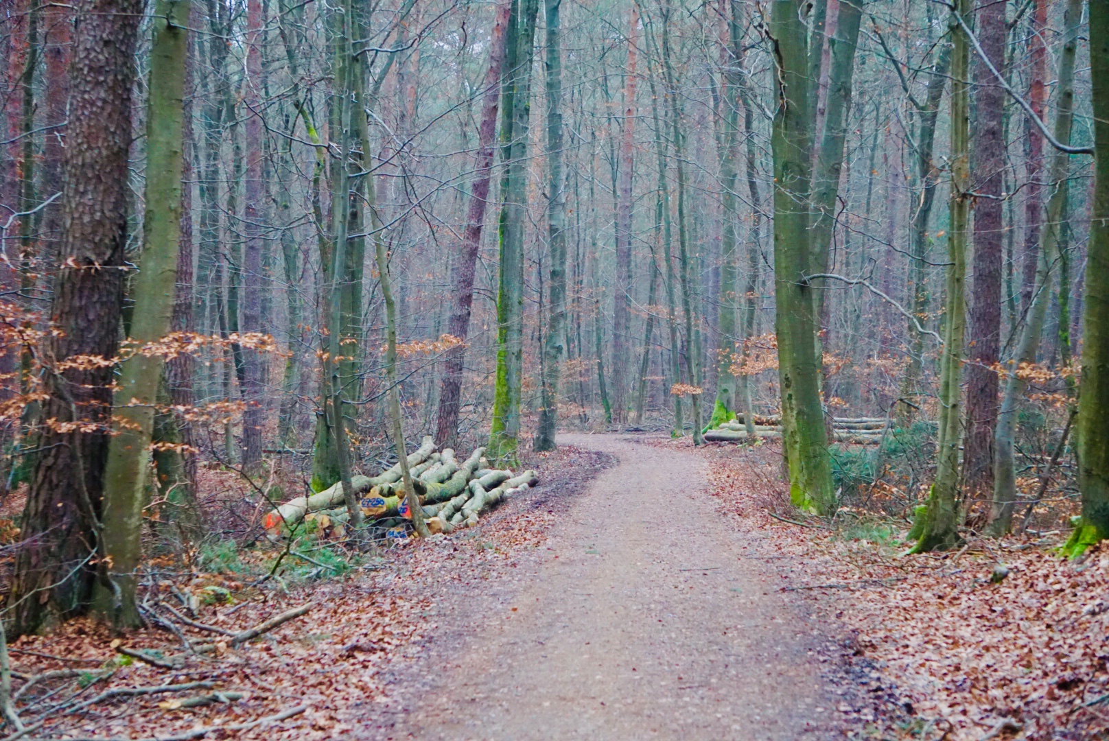 Spaziergang im Wald