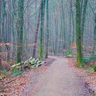 Spaziergang im Wald