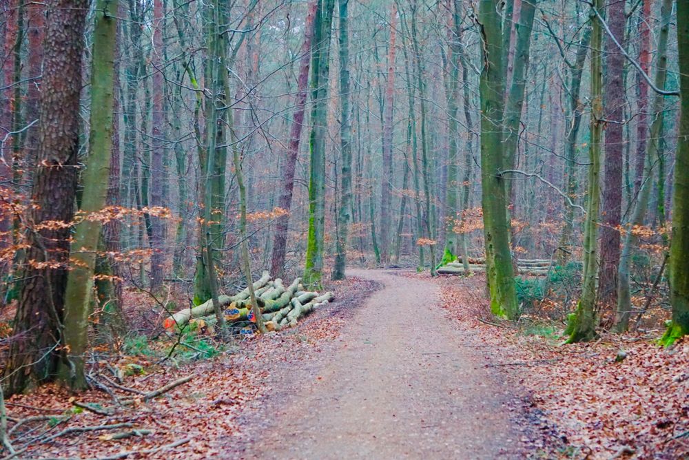 Spaziergang im Wald Foto & Bild wald, bäume, winter Bilder auf