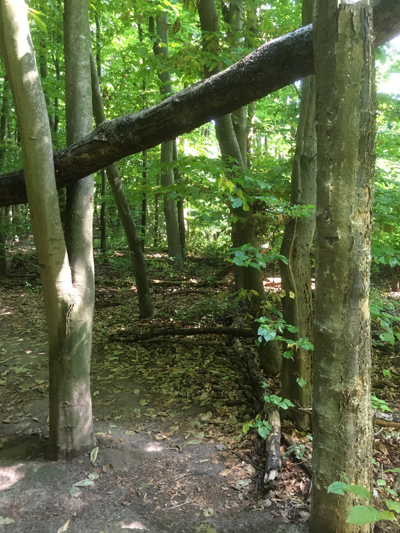 Spaziergang im Wald