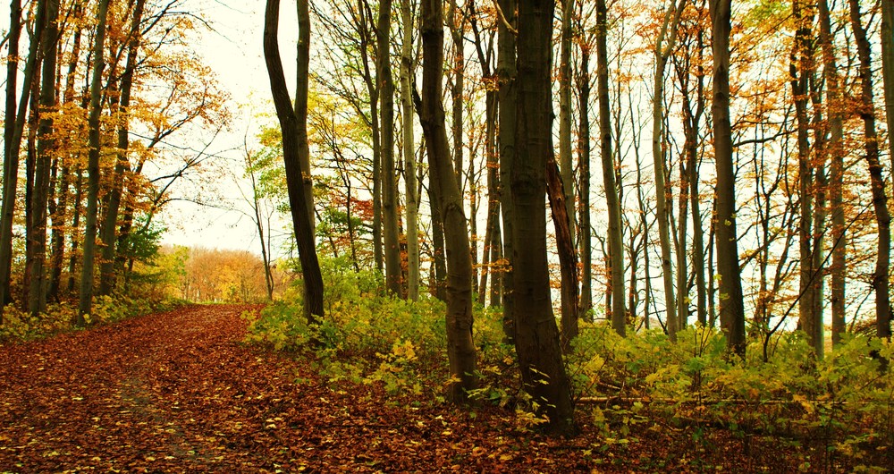 Spaziergang im Wald