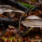 Spaziergang im Wald