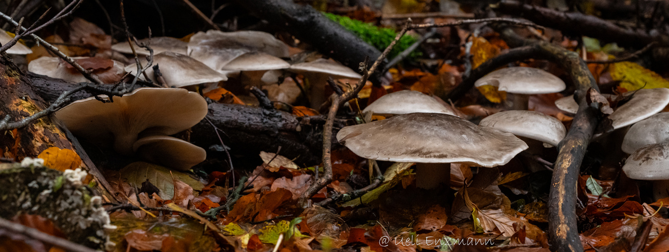 Spaziergang im Wald