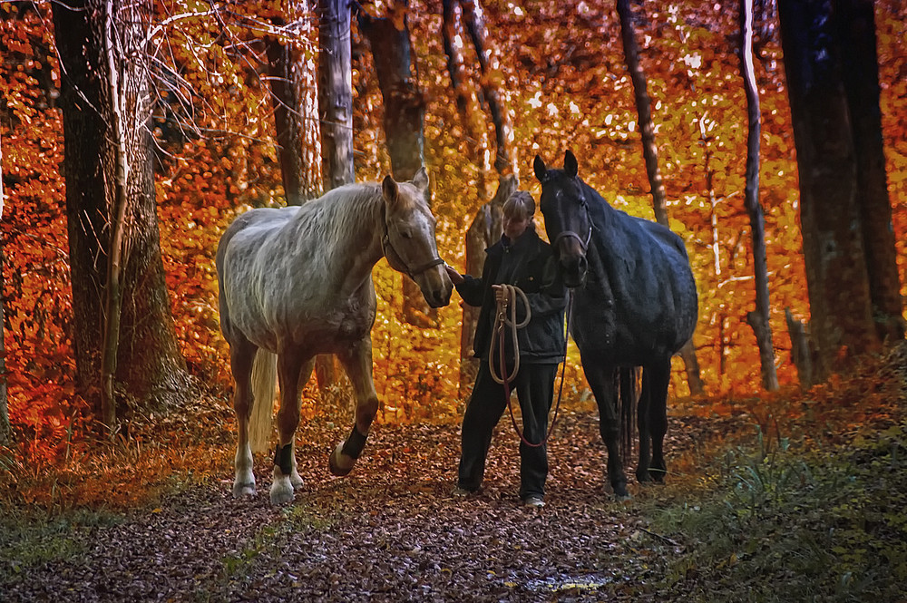 spaziergang im wald