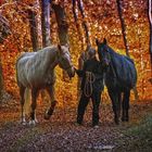 spaziergang im wald