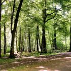 Spaziergang im Wald