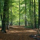 Spaziergang im Wald