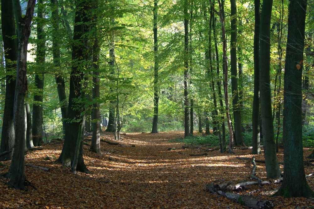 Spaziergang im Wald Foto & Bild jahreszeiten, herbst, natur Bilder auf