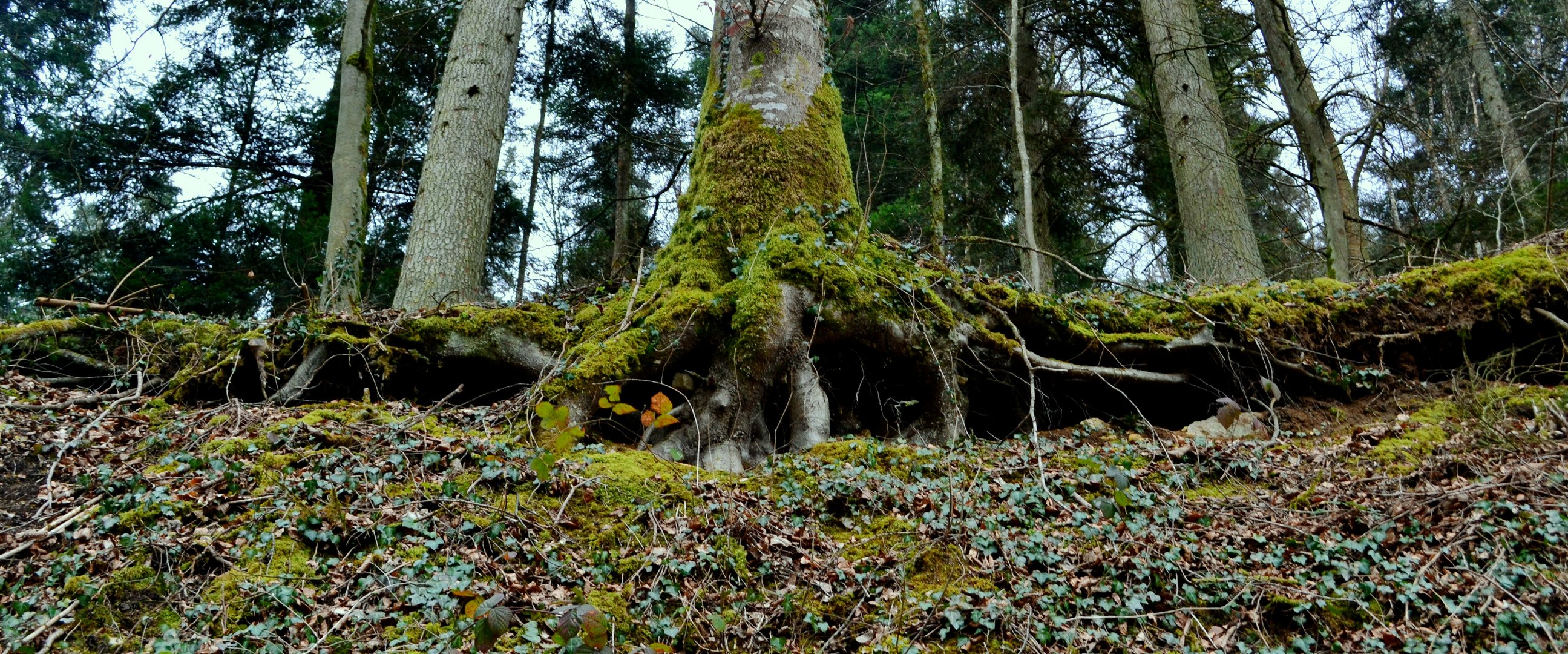 Spaziergang im Wald. 